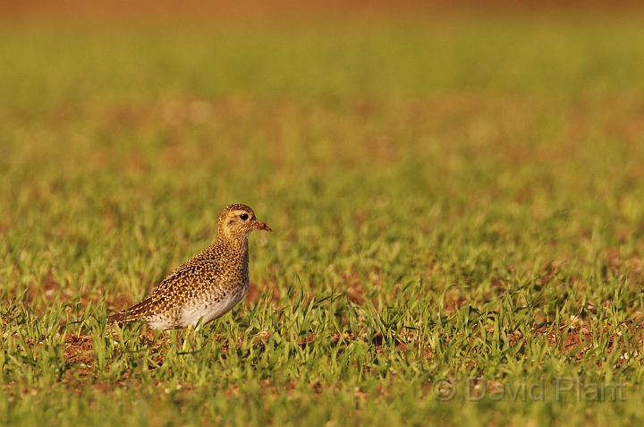 Golden plover - C.jpg - Golden plover in an arable field - Norfolk